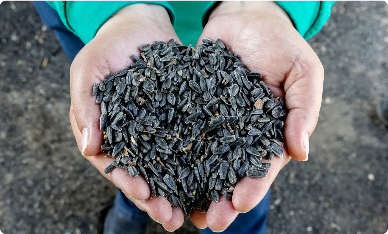 Imagine cu seminte pentru descrierea mai ampla