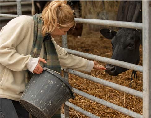 Utilizarea semințelor de rapiță