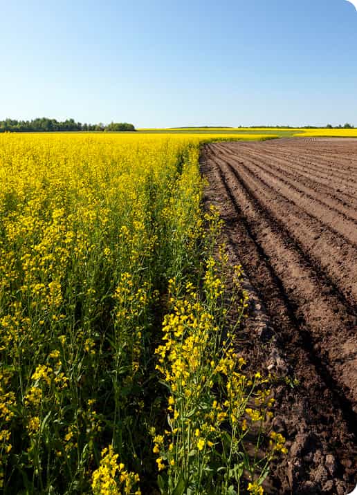 Sol mai sănătos, randamente mai mari