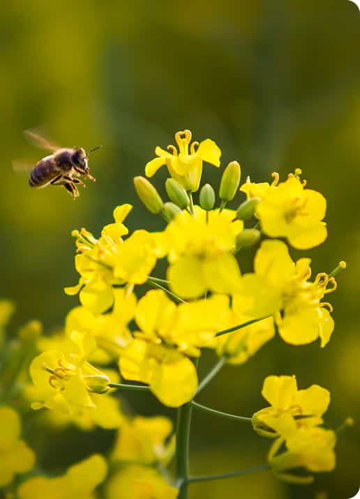 Sprijin pentru polenizatori