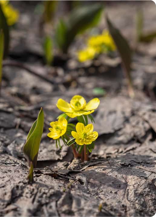 Sprijin pentru recoltele viitoare