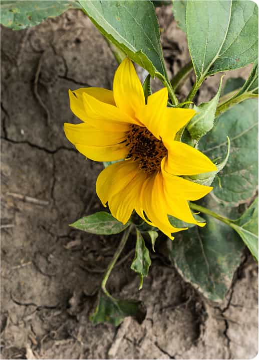 Productivitate cu investiții reduse