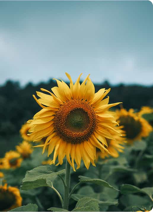 Producție ridicată într-un timp scurt