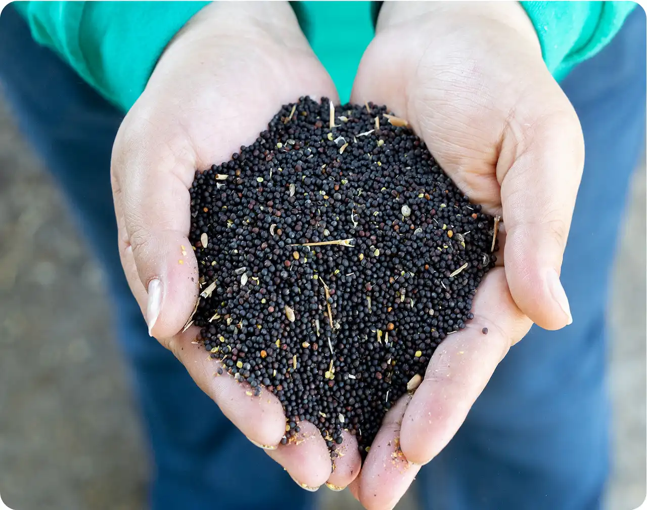 Utilizarea semințelor de rapiță